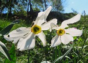 19 Narcissus poeticus (Narcisi...feriti dalla grandinata !)
